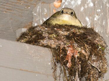 A Pacific-slope flycatcher sits on her nest, built under the eaves of a campground restroom.