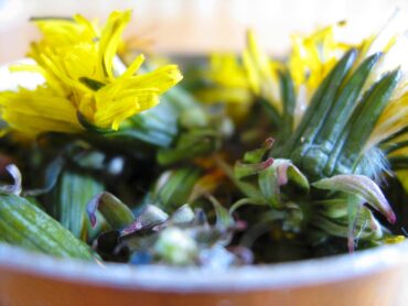 Dandelion roots, leaves and flowers are edible and incredibly nutritious. Dandelion also makes a dandy jelly. (Photo courtesy Langdon Cook)