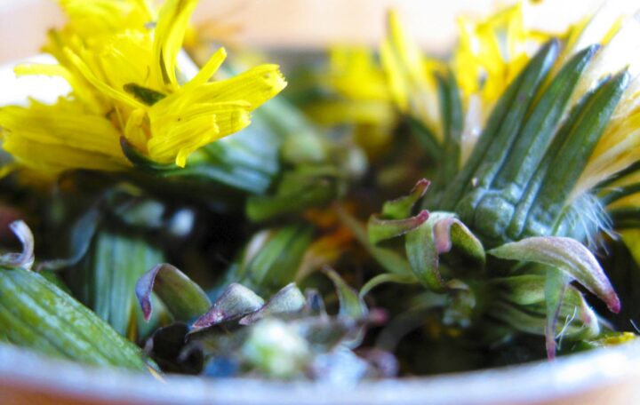 Dandelion roots, leaves and flowers are edible and incredibly nutritious. Dandelion also makes a dandy jelly. (Photo courtesy Langdon Cook)