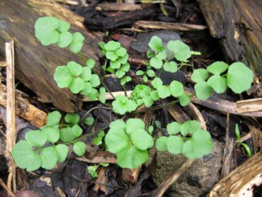 Bittercress is a tasty salad green. (Photo courtesy The Weed Forager’s Handbook)