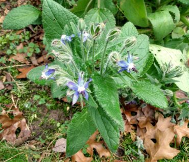 Borage can be used in soups and salads. (Photo courtesy Richard Arlin Walker)