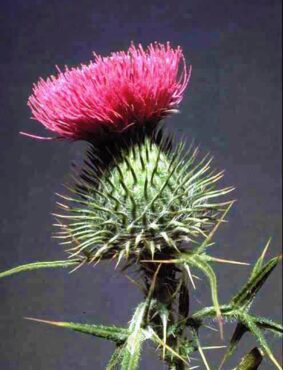 Wear gloves when harvesting this spiky plant. (Photo courtesy King County)