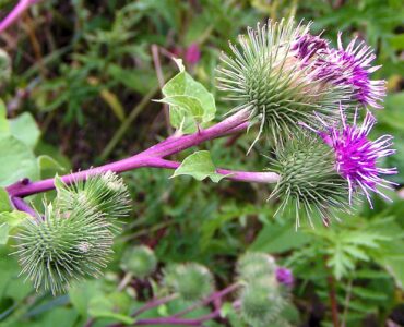 Burdock is packed with antioxidants and tastes like artichoke. (Photo courtesy Pethan/Creative Commons)
