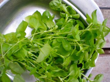Wendy Tweten of Kingston says chickweed has “a ’spring’ kind of taste, just like eating a nice lettuce.” (Photo courtesy Melinda Young Stuart)