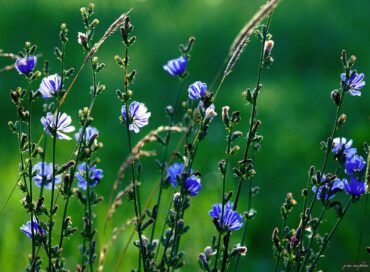 Chicory leaves and roots have a woody flavor with a spicy twist. The leaves are ideal for salads; the roots can be baked, ground and used as a coffee substitute and food additive. (Photo courtesy J. Van Cise)