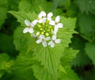 Garlic mustard can be used as a flavoring in salads and sauces such as pesto. The leaves are best when young and taste of garlic and mustard. The flowers and roots have notes of horseradish and garlic. (Photo courtesy Peter O’Connor)