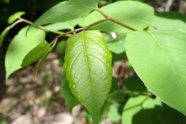 Knotweed’s hollow green stems are tart, crunchy and juicy; can be eaten raw or cooked; and tastes like rhubarb. (Photo courtesy U.S. Fish and Wildlife Service)