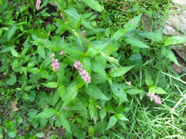 Lady’s thumb leaves, shoots, flowers and seeds are edible and have a peppery flavor. The raw leaves can be used as a lettuce substitute; raw leaves and flowers can be dried and brewed into tea. (Photo courtesy R. Jenkins)