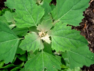 The leaves, shoots and flowers of lamb’s quarters are edible. Cook by steaming and add to salads, sautés, smoothies and soups. (Photo courtesy Wendell Smith)