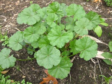 Mallow leaves and flowers can be eaten raw or cooked. The fruit tastes like capers. (Photo courtesy The Weed Forager’s Handbook)
