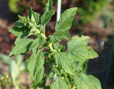 Pigweed, also known as amaranth, has a mild lemon taste with salty notes. (Photo courtesy F.D. Richards)