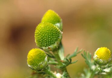 Pineapple weed tastes like — surprise! — a mild pineapple. The leaves and flowers are edible raw and can be used to make a tea. (Photo courtesy Deanster/Creative Commons)