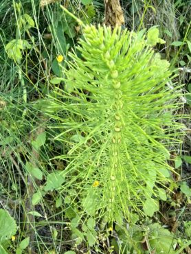 Horsetail can be eaten fresh dipped in olive oil, and cut up and added to soups or sautés. The feathery branches can be made into a tea. (Photo courtesy Peter O’Connor)