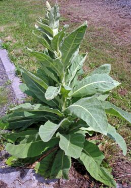 Mullein flowers and leaves can be eaten raw, but are best turned into a tea. (Photo courtesy Washington State University)