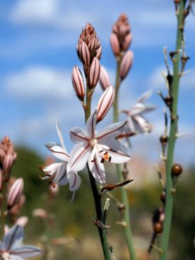 Onion weed smells like an onion and tastes like an onion. (Photo courtesy Hans Hillewaert)