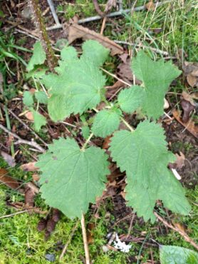 An early stinging nettle, in January. The leaves, roots and stems are edible. (Photo courtesy Richard Arlin Walker)