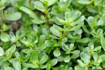 Purslane looks like a miniature succulent. Author/forager Langdon Cook uses purslane in salads. (Photo courtesy Langdon Cook)