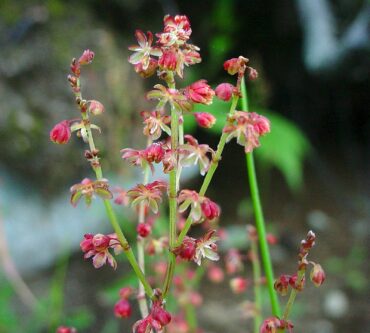 Sheep sorrel leaves are delicious chopped in salads, the seeds are good raw or cooked, and ground-up dried leaves can be used to make a flour for baking or to thicken soups. (Photo courtesy Native Plant Trust)