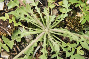 Shepherd’s purse leaves can be used as a substitute for cabbage. (Photo courtesy G. Mayfield)