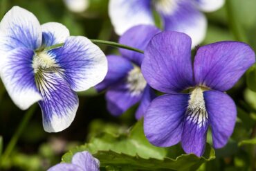 Violet flowers can be eaten raw and add a bit of color to a salad. You can also candy them or turn them into jelly. (Photo courtesy J. Lodder)