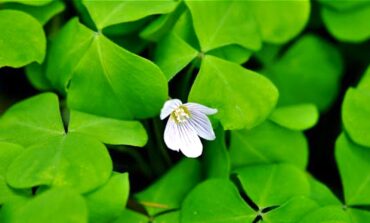 Wood sorrel makes a great sauce for use with salmon. (Photo courtesy Langdon Cook)