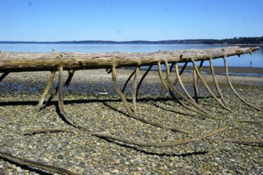 Beach at Harstine Island State Park