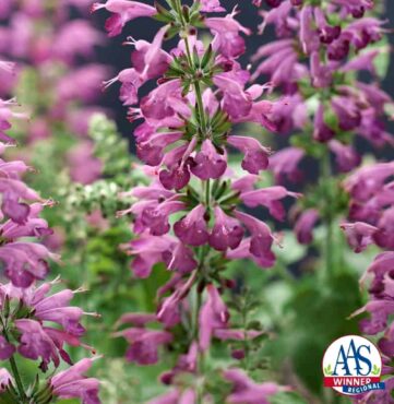 Salvia Summer Jewell Lavender