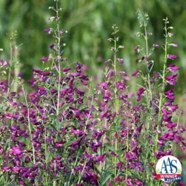 Penstemon barbatus Twizzle Purple