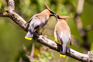A male cedar waxwing passes a berry to a female during a courtship display.