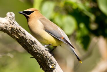 An adult cedar waxwing, showing its colorful plumage