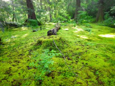 A wild garden floor carpeted in moss