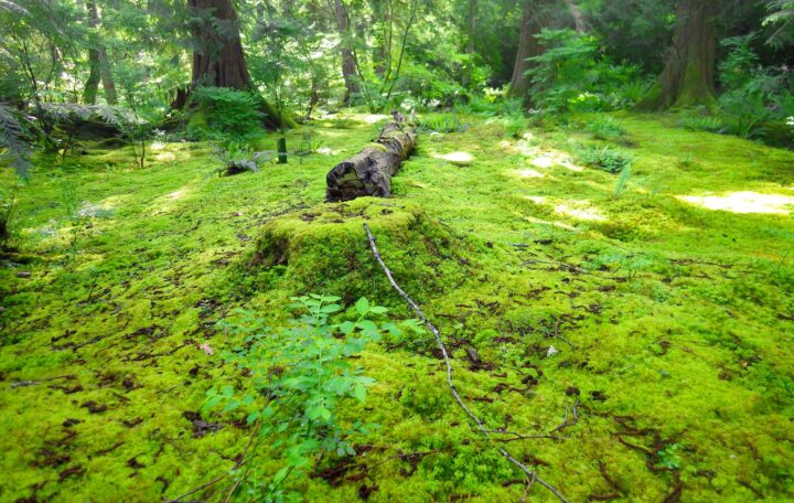 A wild garden floor carpeted in moss