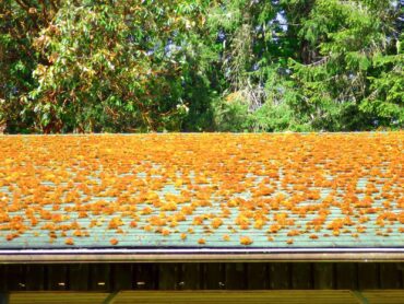 Many rock-loving species are at home on rooftops in Kitsap County.