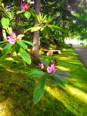 Pacific rhododendron in a heavily mossy garden