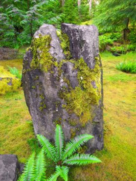 Some moss species are adapted to growing on solid rock.