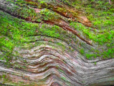 The lovely details and patterns in nature and a garden can be made even lovelier by the addition of moss.