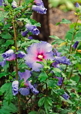 Include summer blooming shrubs like this Blue Satin Rose of Sharon to brighten up the summer garden. (Photo courtesy of MelindaMyers.com)