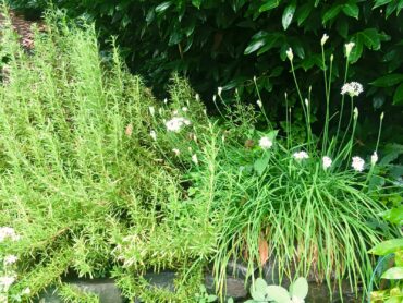 Rosemary and garlic chives