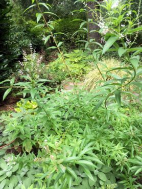 Lemon verbena