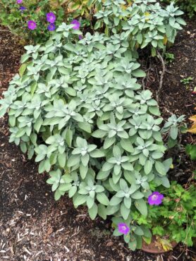 ‘Berggarten’ sage