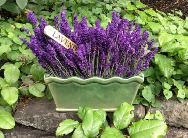 Fresh-cut lavender