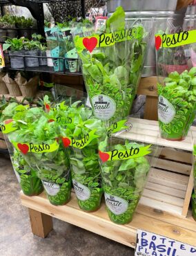 Basil for sale