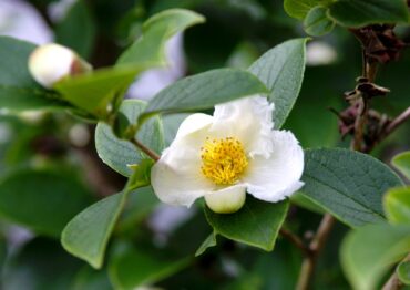 Stewartia pseudocamellia 