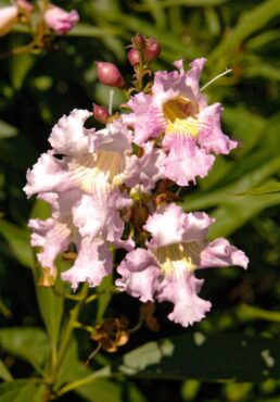 The striking xChitalpa tashkentensis 'Pink Dawn'