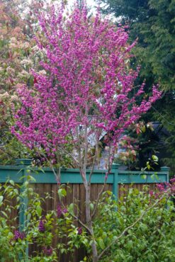 Cercis chinensis 'Avondale'