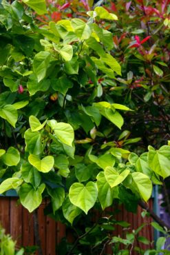 Cercis chinensis 'Avondale'