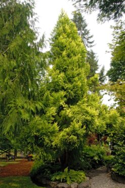 Cryptomeria japonica 'Sekkan'