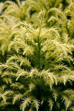 Cryptomeria japonica 'Sekkan'