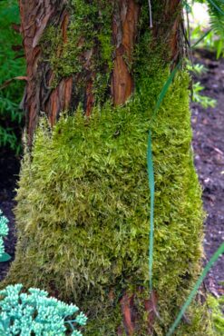 Metasequoia glyptostroboides 'Gold Rush'