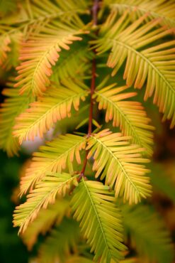 Metasequoia glyptostroboides 'Gold Rush'